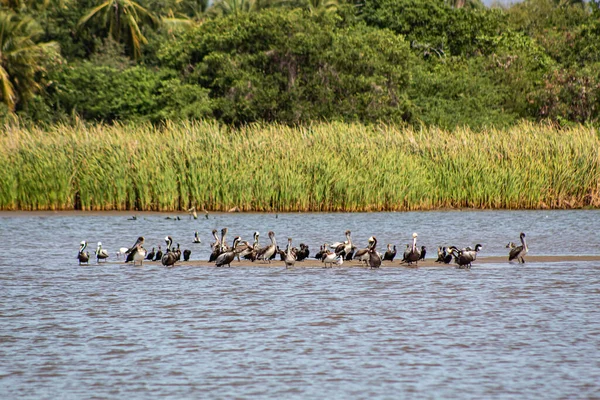 Bir Grup Kuş Nehrin Ortasında Dinleniyor — Stok fotoğraf