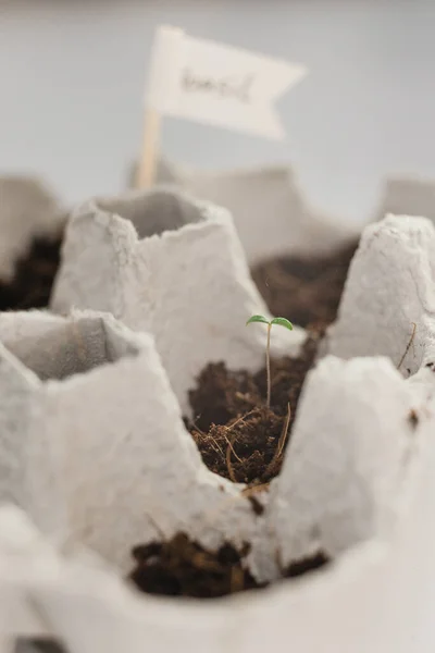 Small Plats Growing Carton Chicken Egg Box Black Soil Break — Stock Photo, Image