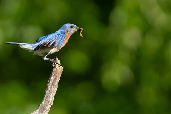 Pasăre Albastră Lansează Zbor — Fotografie, imagine de stoc