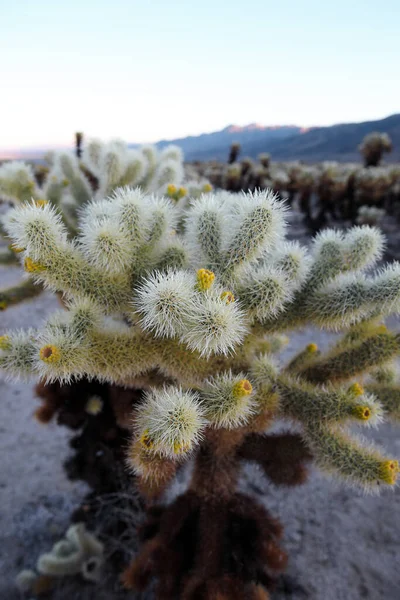 Perto Cholla Jardim Cholla Joshua Tree Pôr Sol — Fotografia de Stock