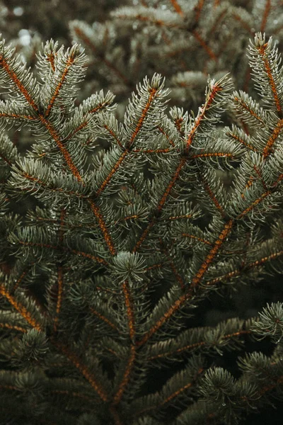 Fir Träd Grenar Närbild — Stockfoto