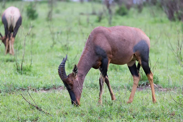 Eine Topi Gazelle Der Kenianischen Savanne Inmitten Einer Graslandschaft — Stockfoto