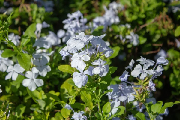Ein Strauch Blühenden Blauen Plumbago — Stockfoto