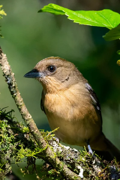 Bellissimo Uccello Tropicale Marrone Beige Sul Ramo Verde Della Foresta — Foto Stock