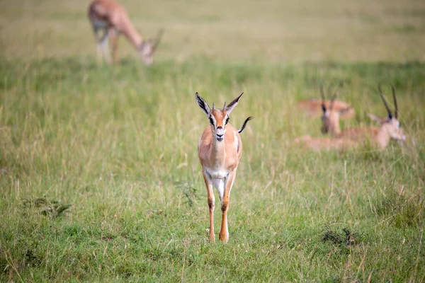 케냐의 지대에 자리잡고 — 스톡 사진