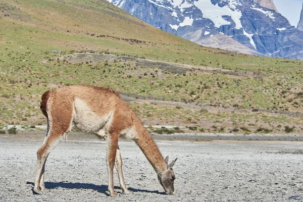 Torres del Paine Şili 'de Guanaco