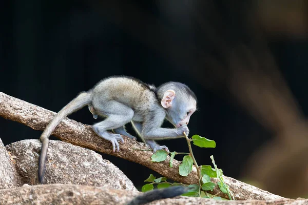 Scimmia Arrampica Ramo — Foto Stock