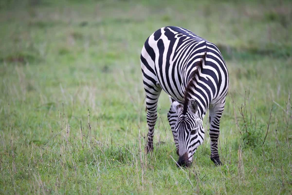 Algumas Zebras Meio Savana Quênia — Fotografia de Stock