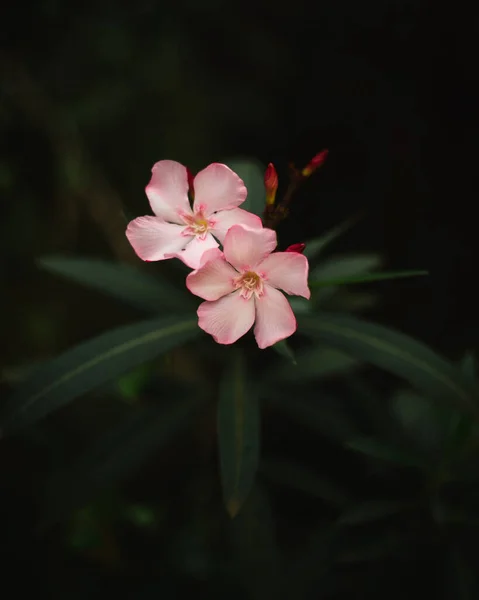 Belle Laurier Rose Fleur Avec Fond Sombre — Photo