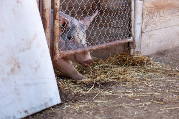 Live Pig Looks Out Its Enclosure County Fair — стоковое фото