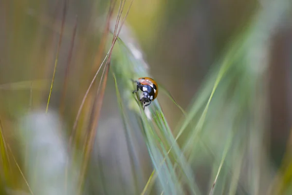 Großaufnahme Des Kriechenden Marienkäfers Auf Einer Gerste Sommer — Stockfoto