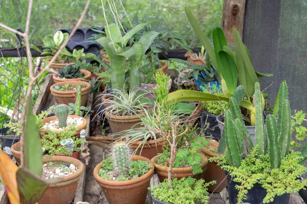 Kis Kert Belül Egy Üvegház Tele Kaktusz Növények Zamatos — Stock Fotó