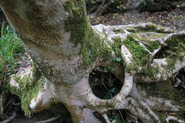 Detail Image Moss Tree — Foto de Stock