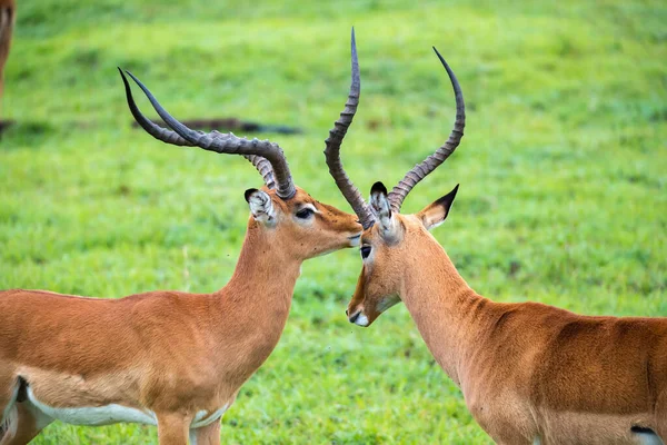 Een Impala Familie Een Grasland Keniaanse Savanne — Stockfoto