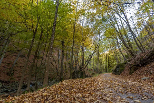 Wandelpad Bulgarije Herfst Met Kleurrijk Gebladerte — Stockfoto