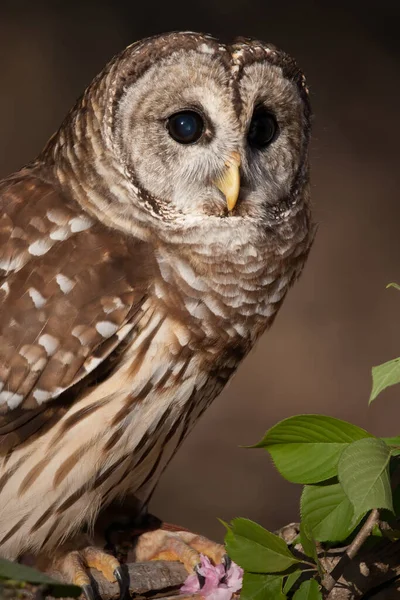 Barred Owl Perched Branch — 图库照片