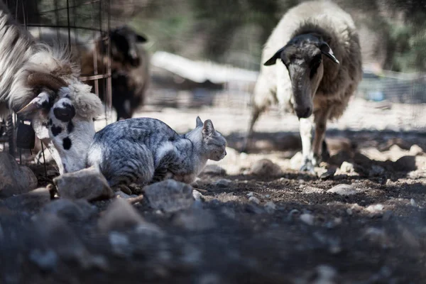 Moutons Chat Dans Une Enceinte Dans Les Gorges Sammaria Crète — Photo