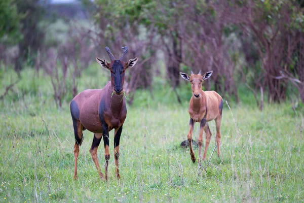 Ein Topi Paar Der Kenianischen Savanne — Stockfoto