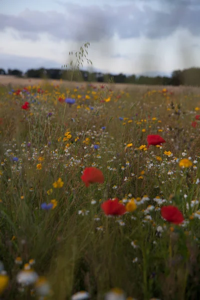 Shallow Depth Field Wild Flowers British Countryside — Stockfoto