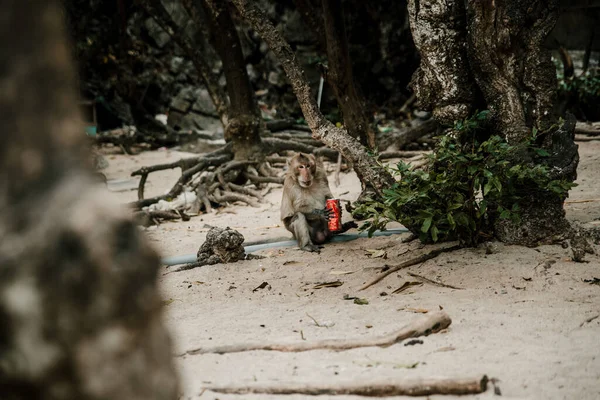 Portrait Wild Monkey Cat Monkey Island Nha Trang — Stock Photo, Image