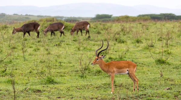 Veel Impala Antilopen Het Graslandschap Van Keniaanse Savanne — Stockfoto