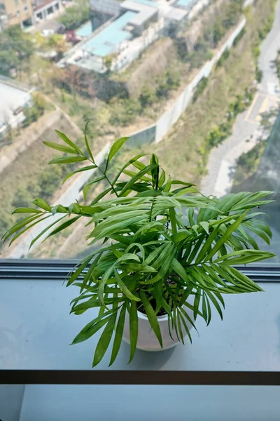 Potted Plants Window Sill Een Stedelijk Appartement — Stockfoto