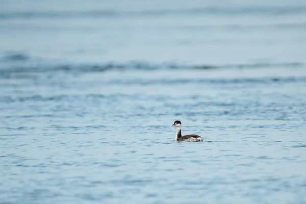 Amplia Vista Angular Grebe Cuernos Juvenil Puget Sound —  Fotos de Stock