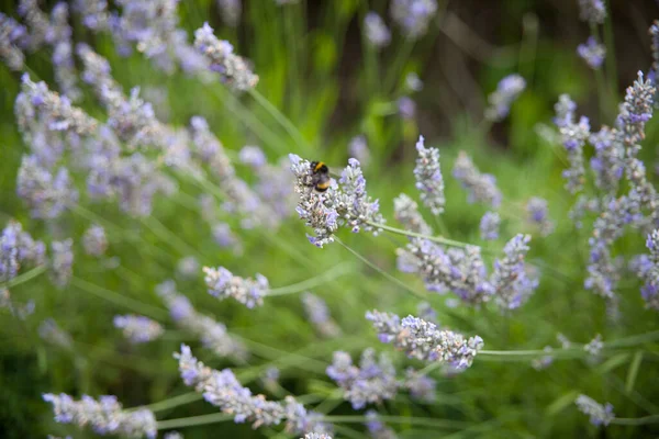 Macro Bumblebee Campo Plantas Lavanda Roxa — Fotografia de Stock
