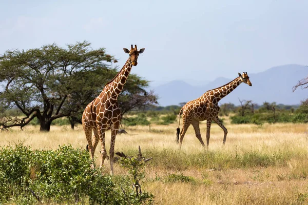 Giraffe Nella Savana Con Molti Alberi Cespugli Sullo Sfondo — Foto Stock