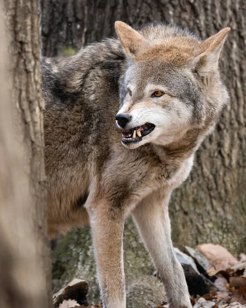 Close View Angry Wolf Forest — Stock Photo, Image