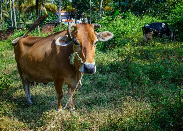 Brown Cow Rope Nose — Stock Photo, Image