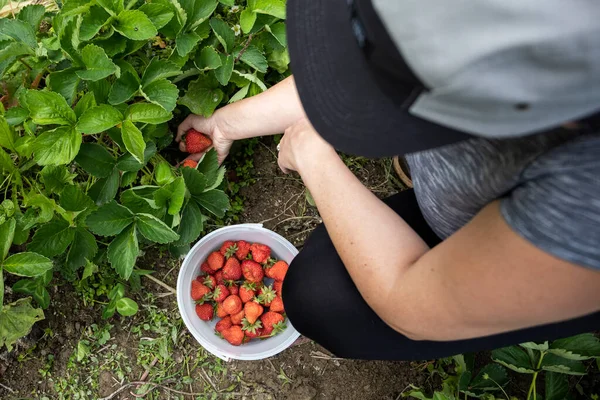 Desde Arriba Mujer Irreconocible Sentada Las Garras Cosechando Fresas Maduras — Foto de Stock