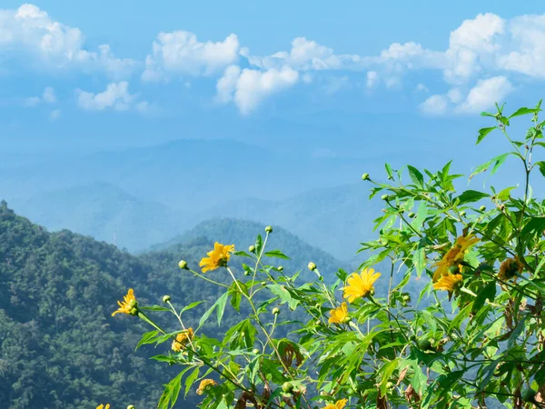 Girasoli Messicani Sul Punto Vista Con Bel Paesaggio Catena Montuosa — Foto Stock