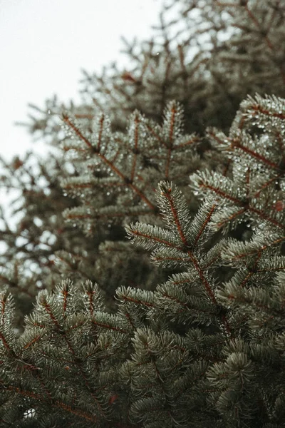 Fir Träd Grenar Närbild — Stockfoto