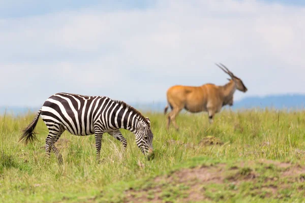 Uma Zebra Está Navegando Prado Paisagem Grama — Fotografia de Stock