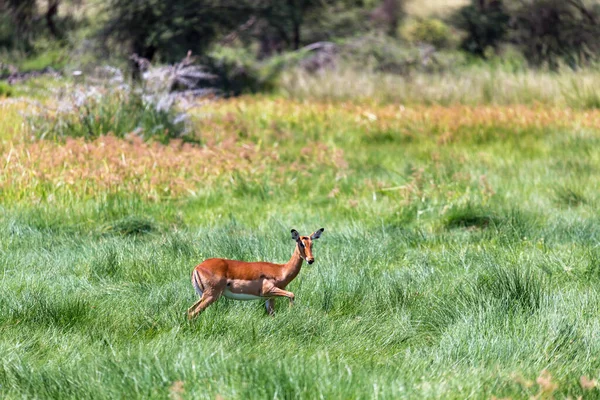 Antílope Meio Savana Quênia — Fotografia de Stock