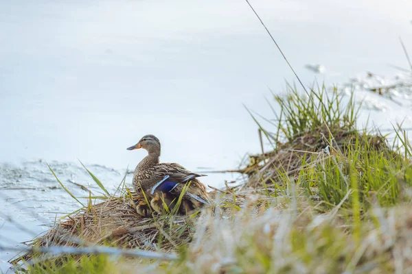 Pato Madre Vigila Sus Patitos Mientras Está Sentado Banco Junto —  Fotos de Stock