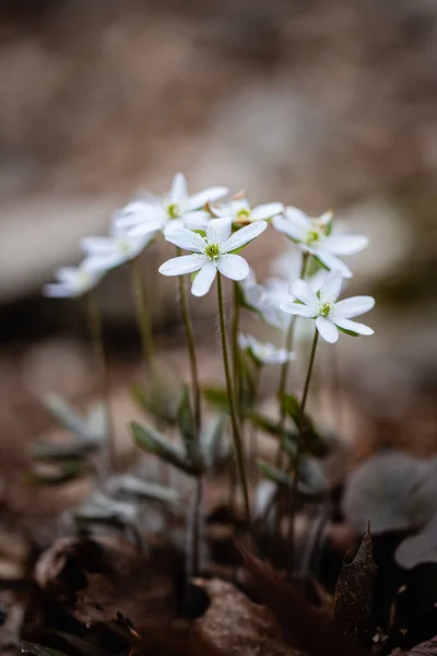Vista Close Flores Primavera — Fotografia de Stock