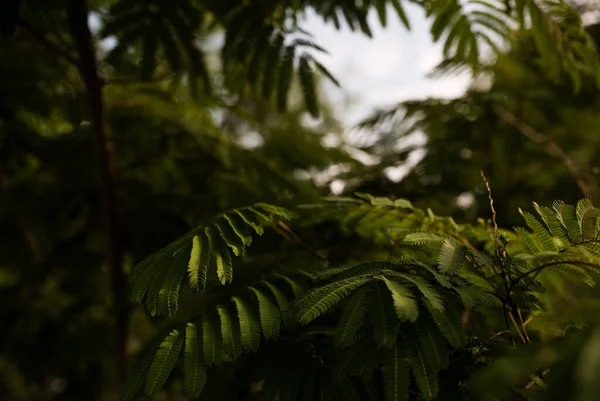 Mimosa Tree Branch Leaves Evening — Stockfoto