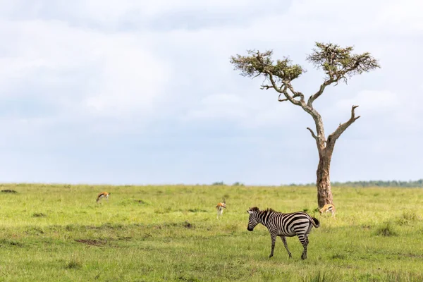 Família Zebra Pastoreia Savana Estreita Proximidade Com Outros Animais — Fotografia de Stock