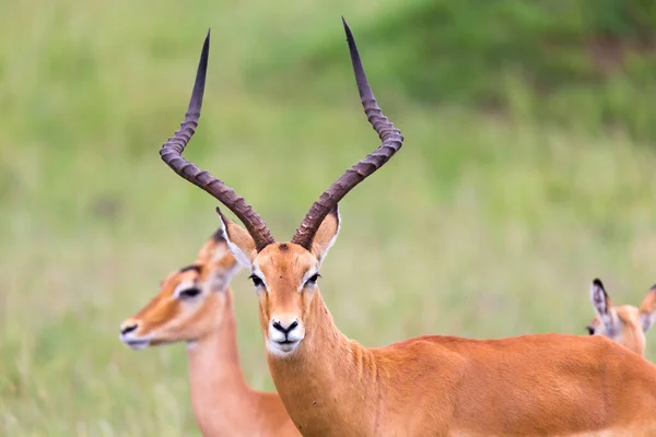 Många Impala Antiloper Gräslandskapet Den Kenyanska Savannen — Stockfoto