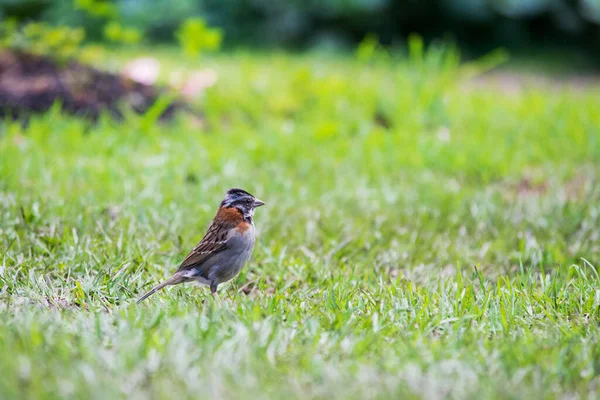 Male Rufous Collared Sparrow Walking Park — Stock Fotó