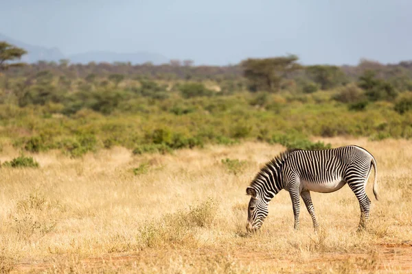 Cebra Grevy Está Pastando Campo Samburu Kenia — Foto de Stock