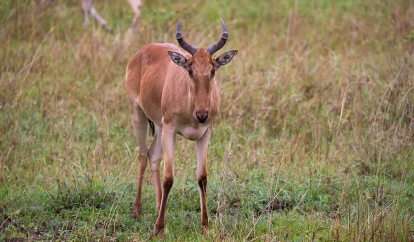 Antilope Topi Nella Prateria Della Savana Del Kenya — Foto Stock