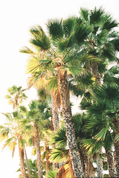 Palm Trees Sunset Golden Hour San Diego California — Stock Photo, Image