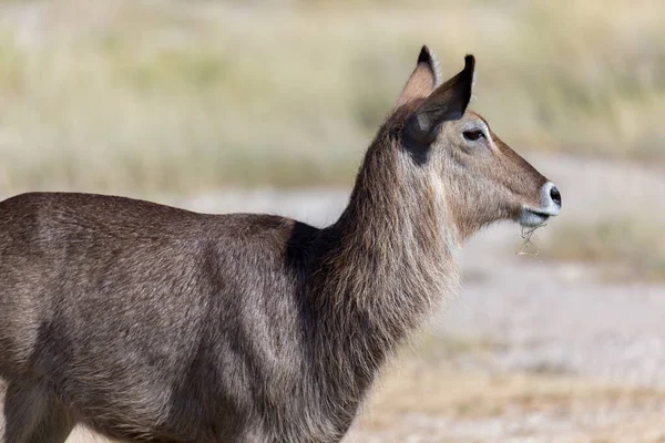 Antílope Medio Sabana Kenia — Foto de Stock