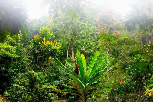 Hermosa Vista Del Bosque Tropical Verano — Foto de Stock
