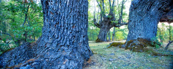 Quercus Robur Vanlig Eik Karballoeik Cajiga Eller Askeeik Puebla Sierra – stockfoto