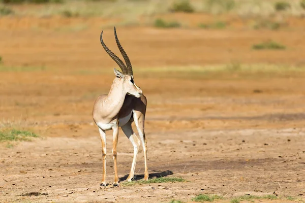 Una Grant Gazelle Trova Nel Mezzo Del Paesaggio Erboso Del — Foto Stock