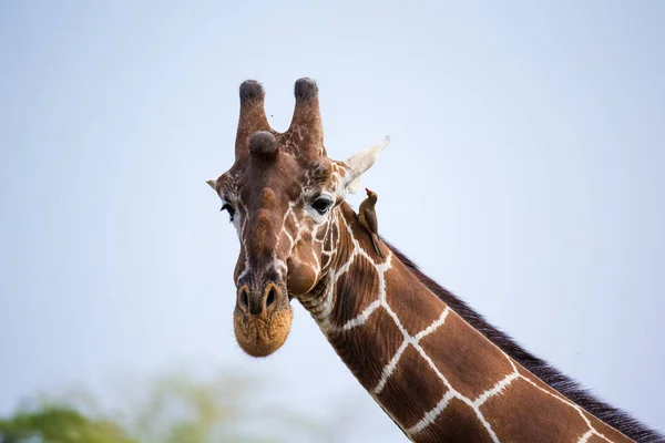 Volto Una Giraffa Primo Piano — Foto Stock